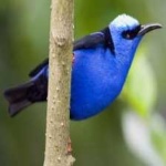 image of bird