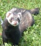 image of polecat