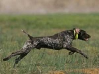 image of german_short_haired_pointer
