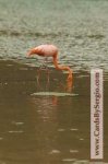 image of flamingo