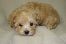 image of norfolk_terrier