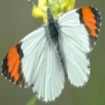 image of animal