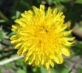 image of flower