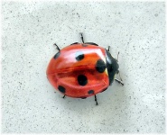 image of animal