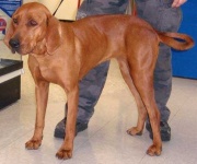 image of redbone