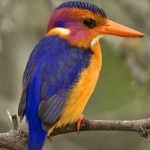 image of bird