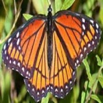 image of animal