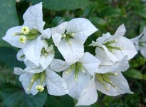 image of flower