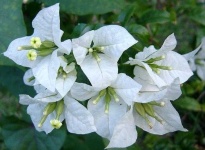 image of bougainvillea #26