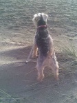 image of lakeland_terrier