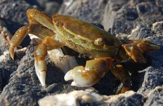 image of rock_crab