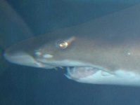 image of tiger_shark