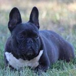image of french_bulldog #11