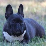 image of animal