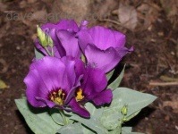 image of flower