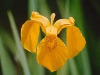 image of yellow_iris #34