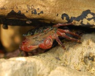 image of rock_crab