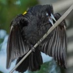 image of bird