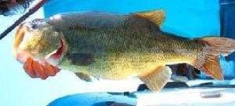 image of animal