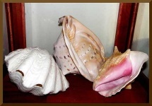 image of conch