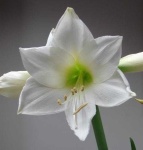 image of flower