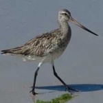 image of bar_tailed_godwit #18