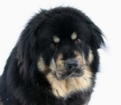 image of tibetan_mastiff #9