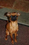 image of brabancon_griffon
