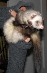 image of polecat #12