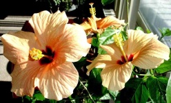 image of flower