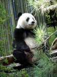 image of giant_panda