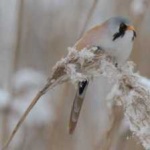 image of bird