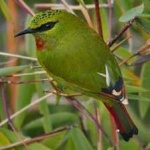 image of bird