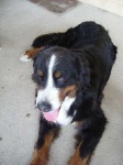 image of bernese_mountain_dog #24