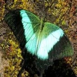 image of banded_butterfly #181