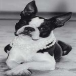 image of animal