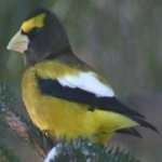 image of bird