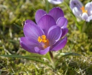 image of flower