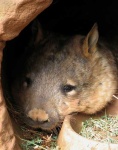 image of wombat
