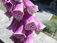 image of flower