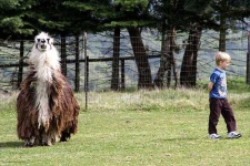 image of llama