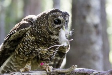 image of animal