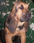 image of bloodhound