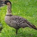 image of bird