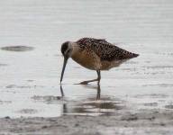 image of dowitcher