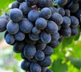 image of grapes