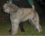 image of bouvier_des_flandres