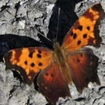 image of animal