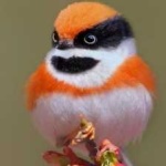image of bird
