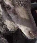 image of animal